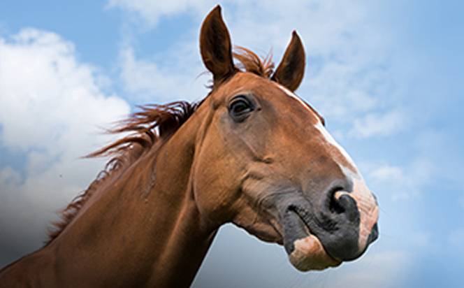 equine
