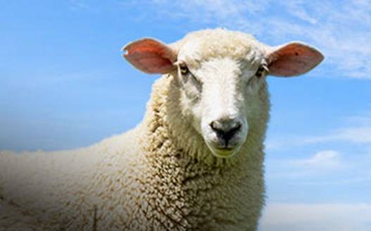 sheep banner