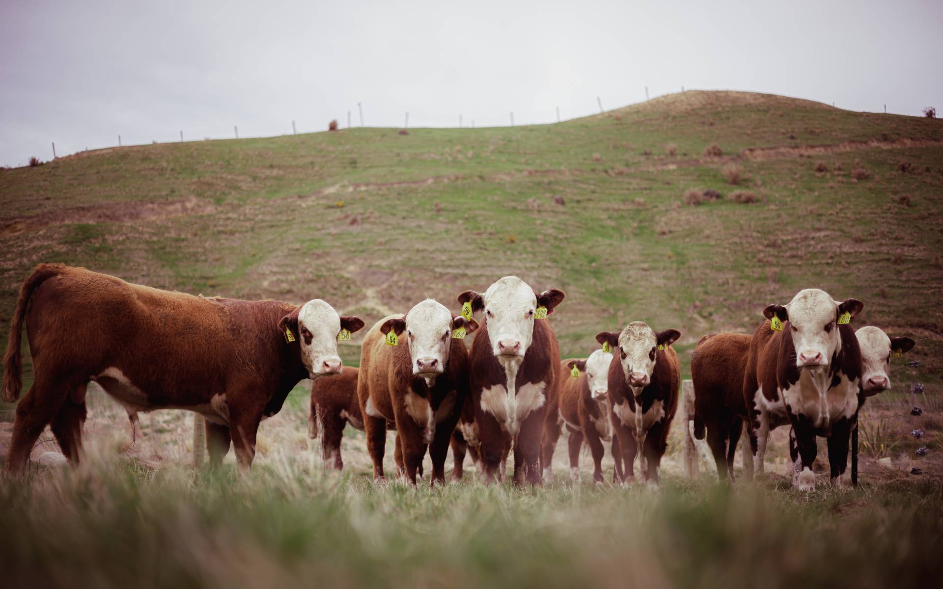 BluestoneHerefordsYearlingBullSale2024 089